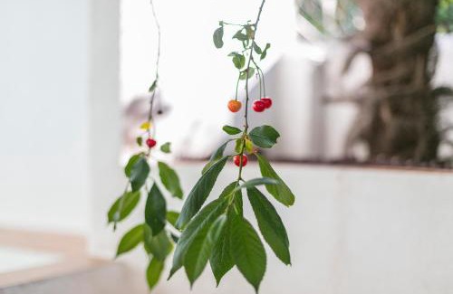 Alfama Apartment | Inviting Fragrant Garden Apartment - Pet Friendly & Accessible