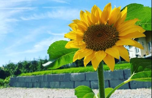 Waggershausen Apartment | Experience Friedrichshafen in Nature's Embrace