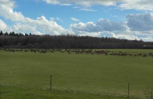 La Trinite-des-Laitiers House | Gîte en Normandie avec Animaux Admis et WIFI, Près de la Forêt - FR-1-497-227