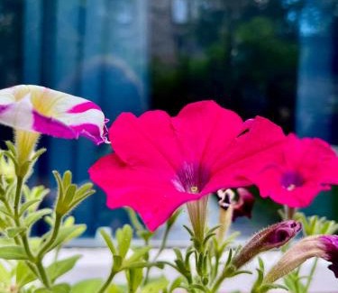 Leith Apartment | Cozy Garden Flat: Guest Rated 9.1 & Pet Friendly Retreat