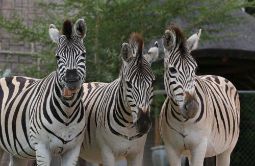 Brandwag Hotel | Discover Garden Route Safari Camp: Guest Rated 9.7/10