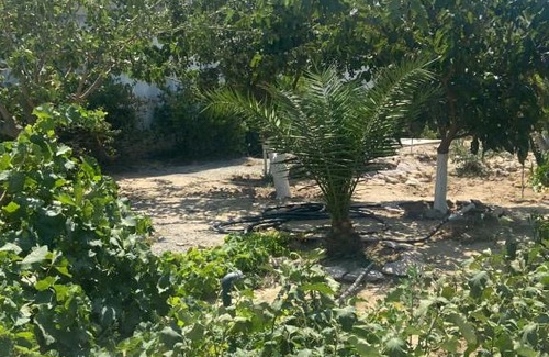 Baku House | Garden View Seaside Guesthouse with Airport Transfer