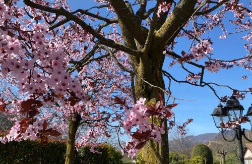 Trarego Viggiona Hotel | Pet-Friendly Garni Viggiona with High Guest Ratings 9.3/10