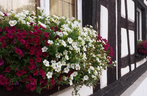 Neufra House | Budget-Friendly Gasthaus Rössle with Restaurant & Kitchen