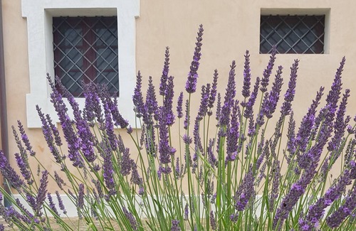Monsano Apartment | Experience Gelsomino Apartment with Pool in Beautiful Marche