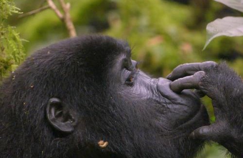 Democratic Republic of the Congo Other | Discover a Unique Jungle Experience for the Whole Family