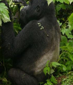 Democratic Republic of the Congo Other | Discover a Unique Jungle Experience for the Whole Family