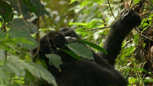 Democratic Republic of the Congo Other | Discover a Unique Jungle Experience for the Whole Family