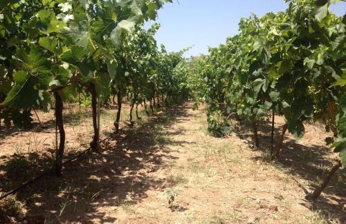 Lesbos House | George Paradise: Guest Rated 9.8 with Oceanfront Views
