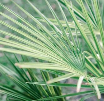 Clarkdale Bed & Breakfast | Inviting Georgia Palms & Gardens with Breakfast and Kitchen