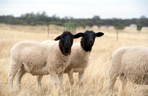 Eppalock House | Cozy Gilgraves Vineyard Farmstay - Child-Friendly Retreat