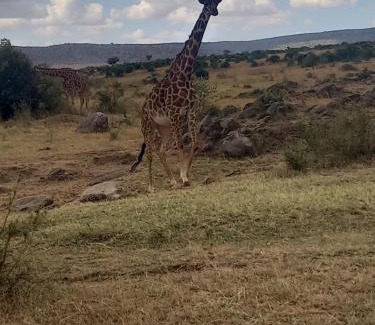 Maasai Mara Hotel | Family-Friendly Giraffe Hills Mara Camp with Restaurant & Breakfast