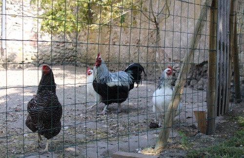 Veuves House | Gite Chez Cocotte: Family Escape by the Loire with Pool