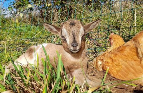 Masclat House | Experience the Gite de la croix de Fénelon with Pool & Pets