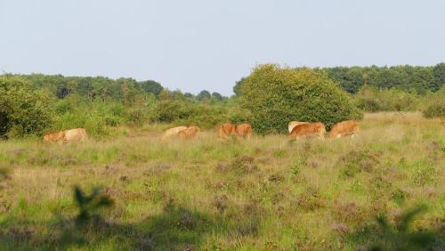 Heusden Gem Asten Other | Unique Glamping Experience with Private Amenities for 5