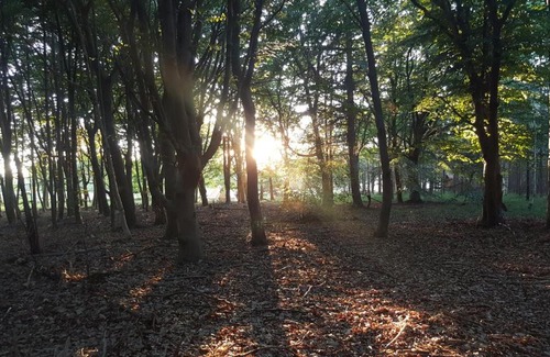 Nordholz Other | Pet-Friendly Glamping Pod in the Woods - Rated 9.3/10