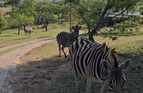 Nelspruit Other | Glamping tent