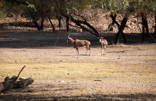 Gobabis Hotel | Discover Inviting Hotels in Gobabis, Namibia with Pool Access