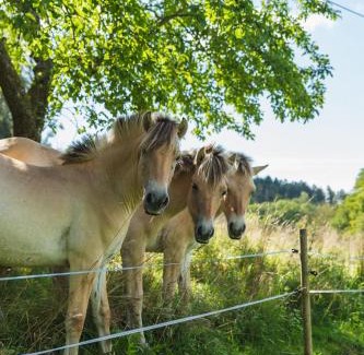Rimbach Apartment | Discover Grünewaldhof: Family-Friendly Retreat in Odenwald