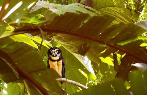 Puerto Viejo de Sarapiqui Cabin | Enjoy Family-Friendly Stays at Gran Gavilán del Sarapiquí