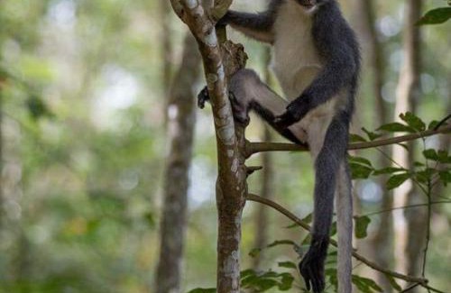 Bukit Lawang House | Explore Grandma Guest House with Jungle Trekking Adventures