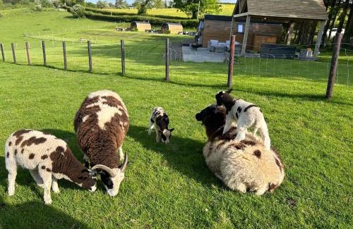 Erwood Other | Pet Friendly Great House Farm Pods with Hot Tub & High Rating