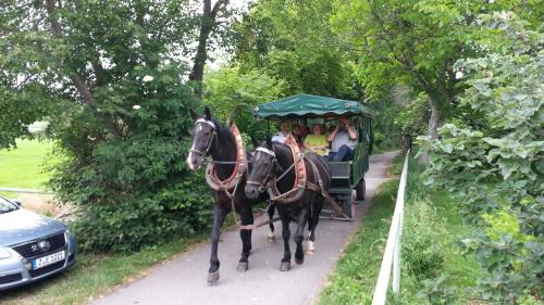 Naumburg House | Family-Friendly GROBER's Reiterhof with Great Reviews