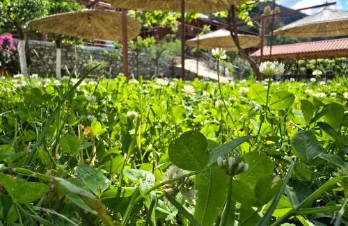 Qazim Pali House | Ocean View Guest House Luiza: Rated 9/10 with Breakfast
