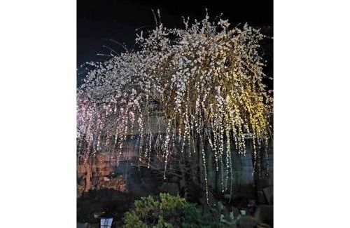 Sakura House | Discover Guest House SAKURA: Family-Friendly Getaway