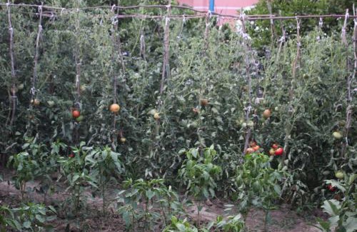 Berat House | Top-Rated Guesthouse Leo: Family-Friendly with Breakfast