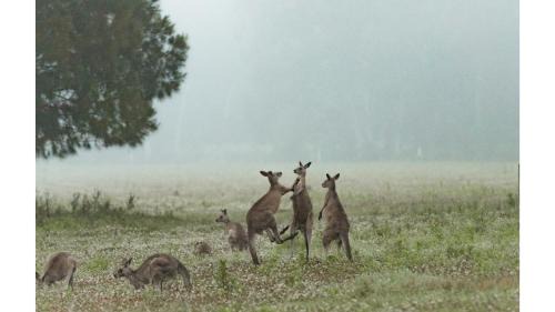 Kangaroo Valley House | Gumnut: Family-Friendly Retreat with 8.9/10 Review Score