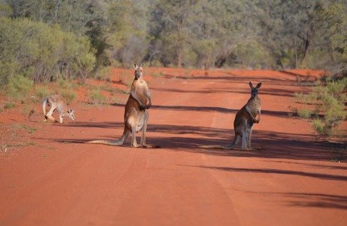 Gunderbooka House | Relaxing Cottages at Gundabooka National Park Awaits You
