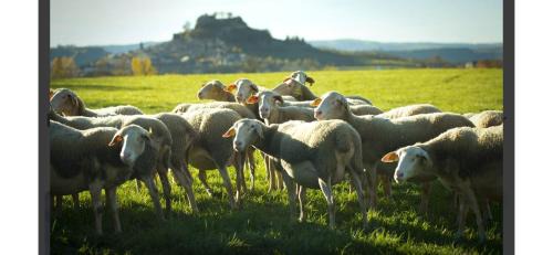 Severac-d'Aveyron Hotel | Pet-Friendly Comfort at Hôtel de la Gare Sévérac