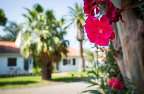 Alenya Hotel | Pet-Friendly Hôtel Le Domaine du Mas Blanc with Ocean Views
