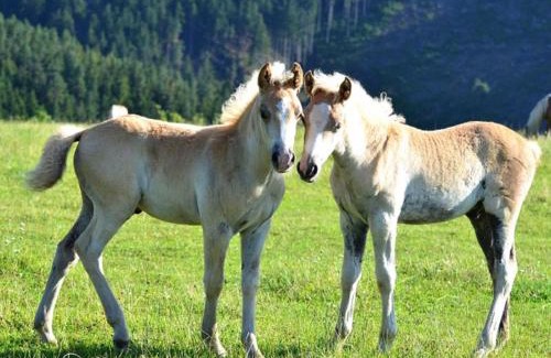 Meura Apartment | Top-Rated Haflinger Reiterhof Meura: Family & Pet Friendly