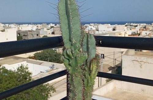 Mrezga Apartment | Discover The House of Olive Trees in Hammamet's Beauty