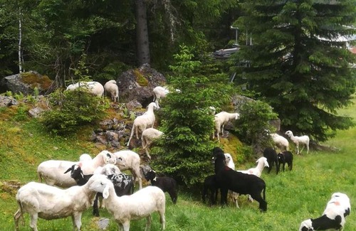 Mandarfen House | Discover Haus Pechtl: Pet-Friendly Retreat with Breakfast
