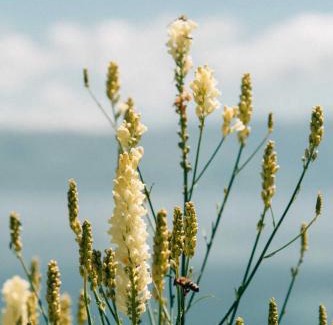 Lin House | Discover Helga's Guesthouse: Pet-Friendly Beach Retreat