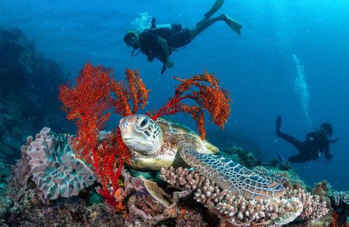 Heron Island Resort | Discover Heron Island: Oceanfront Spa Retreat Awaits You