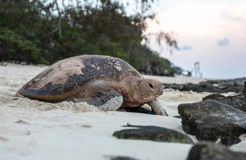 Heron Island Resort | Discover Heron Island: Oceanfront Spa Retreat Awaits You