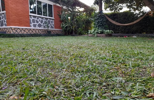 Bukoto House | Discover Hibiscus House: Pet Friendly with Perfect 10 Score