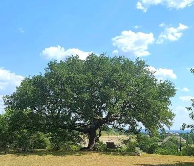 Spring Branch House | Relax and Renew at Hill Country Haute n Haus - 4 Star Stay