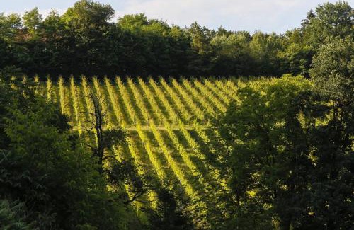 Seggauberg Apartment | Discover Hirschmugl Domaene Seggau: 4-Star Pet-Friendly Stay