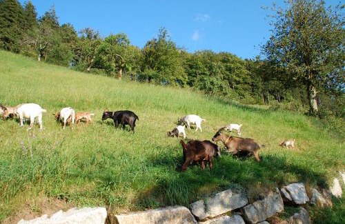 Bad Peterstal-Griesbach Apartment | Exceptional Holderstanzenhof: Pet-Friendly & Family-Oriented