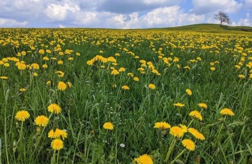 Altusried House | Holiday apartment Dandelion