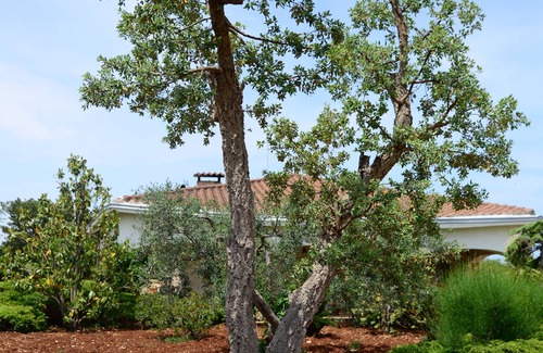 Conversano Villa | Top-Rated Holiday House La Civetta Rodonisa with Spa