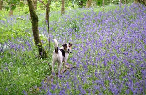 Mary Tavy Apartment | Exceptional Stay at Homer Old Spot - Guest Rated 10/10