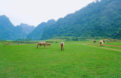 Huu Lung Cabin | Discover Pet-Friendly Comfort at Homestay Đồng Lâm