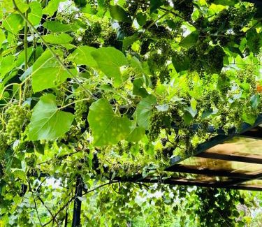 Son Hoa House | Comfortable Stay at Homestay Highland Garden for Families