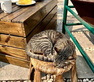 Cha Pai House | Discover Homestay Số 91-Suối Hồ Sa Pa: Pet-Friendly Retreat